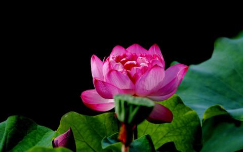 荷花图片图片 _ 第(1)张