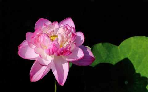 荷花图片图片 _ 第(6)张