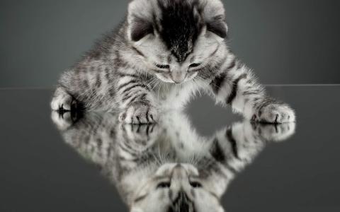 可爱动物猫咪呆萌高清桌面壁纸第1张