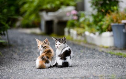 可爱动物猫咪呆萌高清桌面壁纸第2张