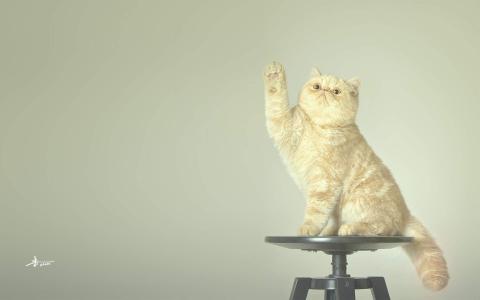 可爱动物猫咪呆萌高清桌面壁纸第6张