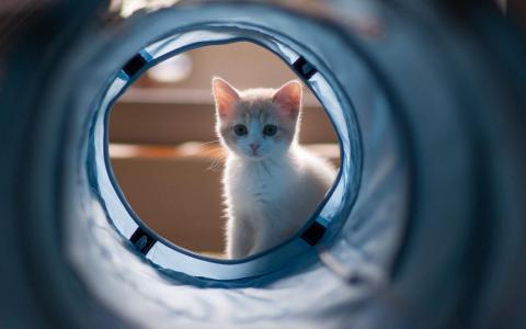 可爱动物猫咪高清桌面壁纸第0张