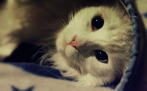 可爱动物猫咪高清桌面壁纸第4张