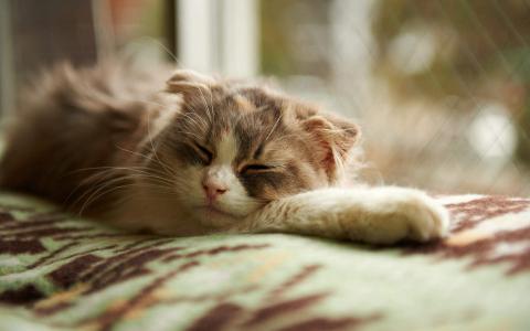 可爱动物猫咪高清桌面壁纸第5张