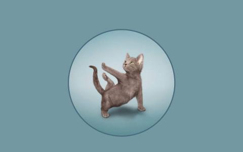 可爱动物猫咪高清桌面壁纸第6张