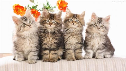 90后性感小猫咪写真第0张