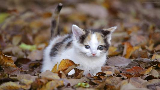 90后性感小猫咪写真第2张
