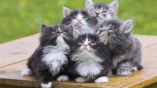 90后性感小猫咪写真第4张