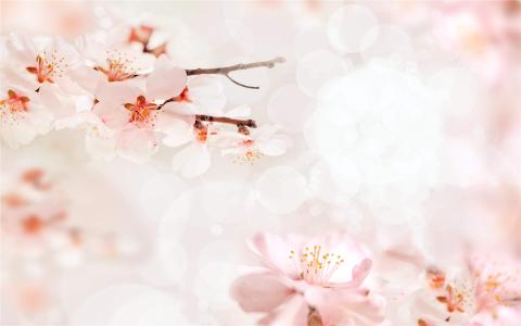 樱花图片图片 _ 第(2)张