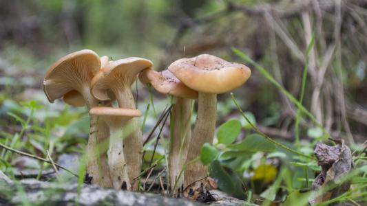 蘑菇第4张