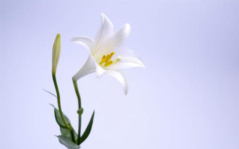 百合花图片 _ 第(1)张
