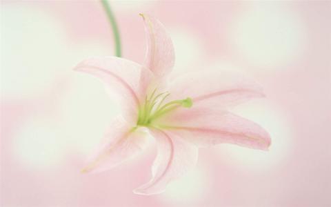 百合花图片 _ 第(2)张