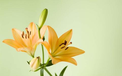 百合花图片 _ 第(3)张