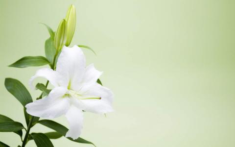 百合花图片 _ 第(4)张