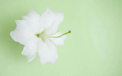 百合花图片 _ 第(5)张