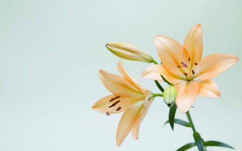 百合花图片 _ 第(7)张