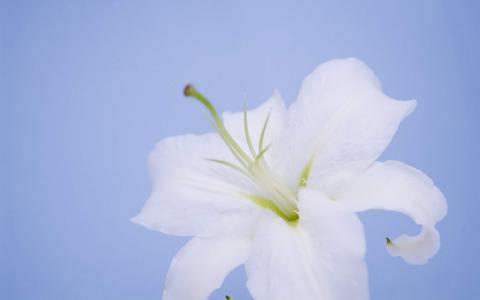 百合花图片 _ 第(8)张