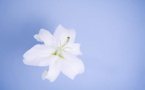 百合花图片 _ 第(9)张