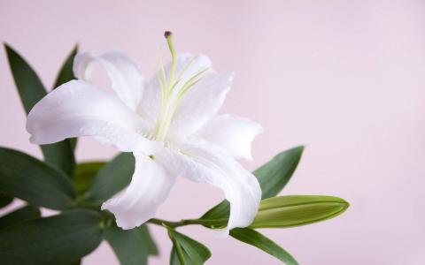 百合花图片 _ 第(10)张