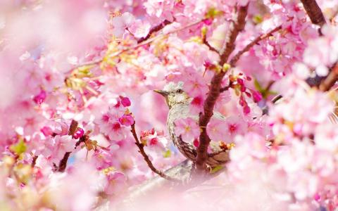 2017年6月唯美好看的樱花高清电脑桌面日历壁纸第0张