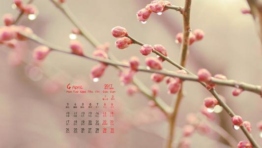 绿色嫩芽微距摄影图片电脑桌面壁纸第3张