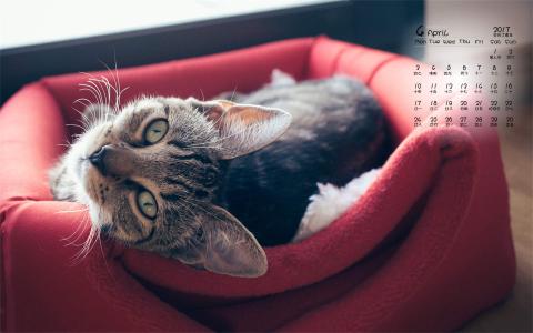 90后性感小猫咪写真第1张