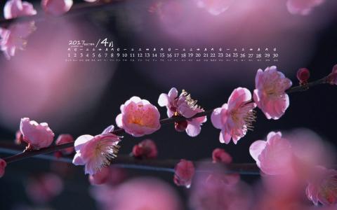 梅花图片 _ 第(1)张