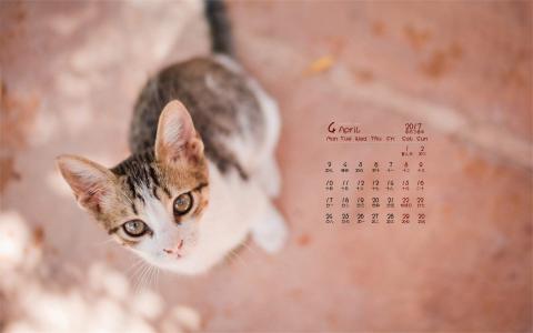 90后性感小猫咪写真第6张