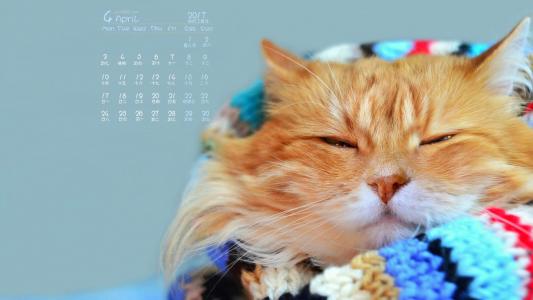 小猫图片 _ 第(5)张
