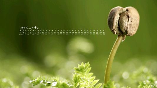 小清新植物嫩芽图片桌面壁纸第2张