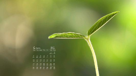 小清新植物嫩芽图片桌面壁纸第5张