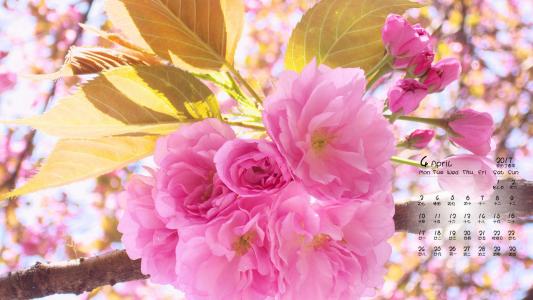 2017年4月唯美樱花风景日历壁纸第0张