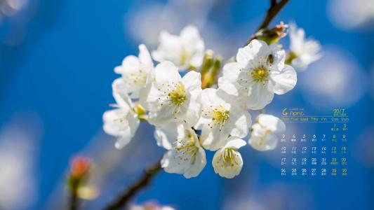 2017年4月唯美樱花风景日历壁纸第1张