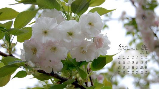 2017年4月唯美樱花风景日历壁纸第4张