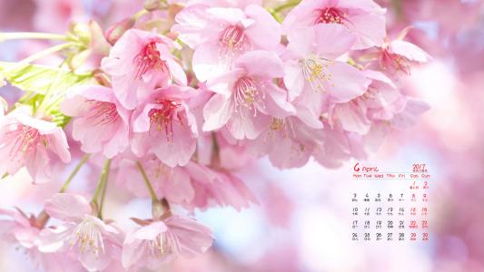 2017年4月唯美樱花风景日历壁纸第5张