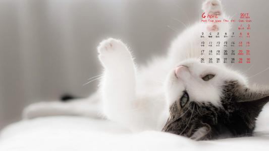 可爱卡通小猫咪高清图片手机壁纸第0张