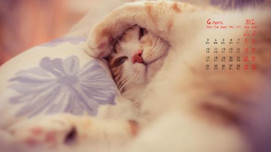 可爱卡通小猫咪高清图片手机壁纸第1张