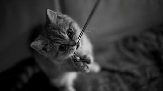 小猫图片 _ 第(4)张