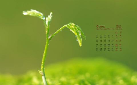 小清新植物嫩芽图片桌面壁纸第4张