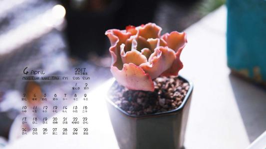 多肉植物图片 _ 第(5)张