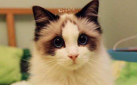 猫桌面图片 _ 第(3)张