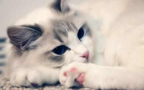 猫桌面图片 _ 第(5)张