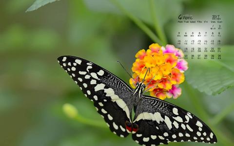 2017年4月彩色蝴蝶花朵唯美意境日历壁纸第0张