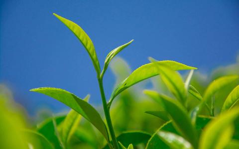 小清新植物嫩芽图片桌面壁纸第1张