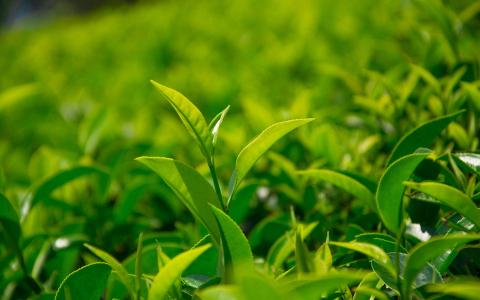 小清新植物嫩芽图片桌面壁纸第6张