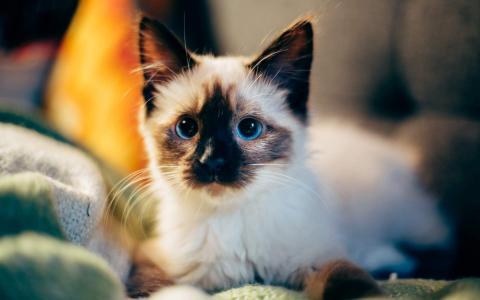超可爱小猫图片高清手机壁纸第0张