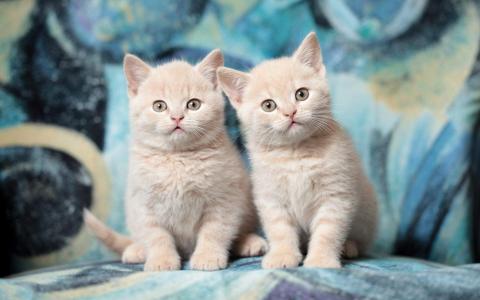 超可爱小猫图片高清手机壁纸第1张