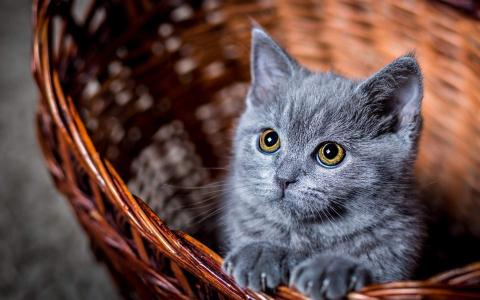 超可爱小猫图片高清手机壁纸第2张