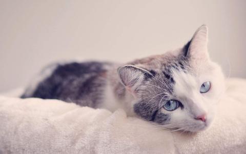 超可爱小猫图片高清手机壁纸第4张