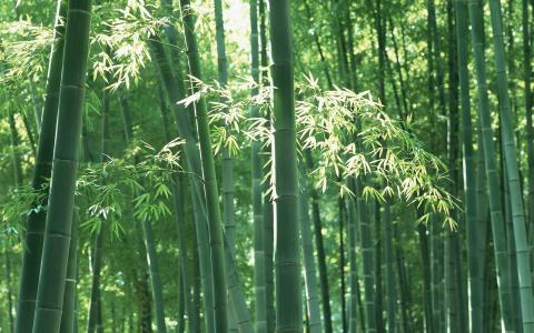 图片 _ 第(4)张